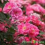 Роза Карефри Вондер