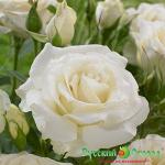 Роза Уайт Вингс