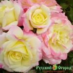 Роза Мьюзик Бокс