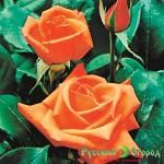 Роза Дорис Тистерман