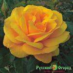 Роза Гуд эс Голд