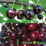 Саженец Коллекция Черешен - Урожайная Пара