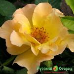 Роза Морден Санрайз