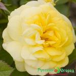 Роза Йеллоу Брейк Роад