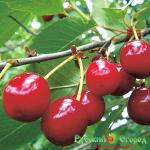 Саженец Вишня Малиновка