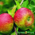 Саженец Яблоня Румяная Крохотуля