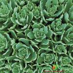 Седум Грозовая Туча