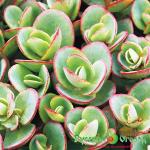 Седум Лайм Зингер