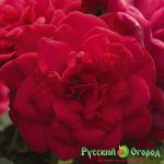 Роза Супер Хироу