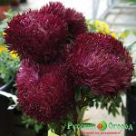 Семена Астра Черный Бриллиант