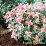 Седум Пинки