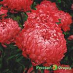 Семена Астра Фламир красный