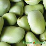 Семена Бобы Белорусские