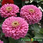 Семена Цинния Компакт Роуз F1