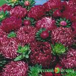 Семена Астра Риббон рэд