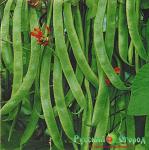 Семена Фасоль Победитель