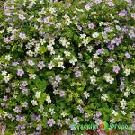 Семена Фьюжн Сиреневая Дымка