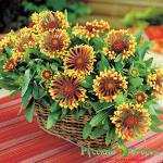 Семена Гайлардия крупноцветковая Фанфэя Фанфэя®