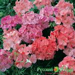 Семена Герань Райпл смесь F1