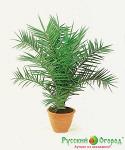 Семена Финиковая Пальма