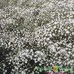 Семена Гипсофила Снежинка