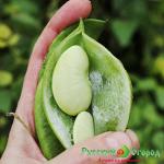 Семена Фасоль лимская Сладкий боб