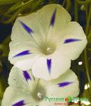 Семена Ипомея Млечный Путь