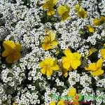 Семена Фьюжн Солнечный день