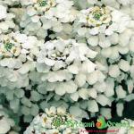 Семена Иберис гиацинтовидный Экспресс