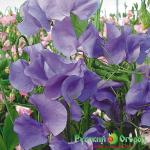 Семена Горошек Душистый Лазурный Берег