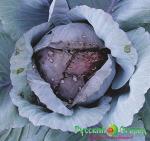 Семена Капуста Поздняя Красавица к/к