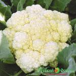 Семена Капуста Отечественная F1(цветная)