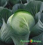 Семена Капуста Зимняя Сладкая б/к F1