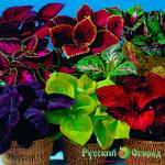 Семена Колеус Радуга смесь