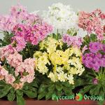 Семена Левизия Элизе