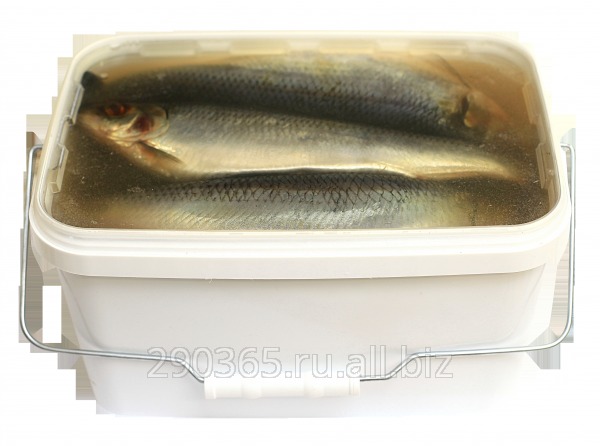 Сельдь + 450 неразделанная в слабо-солевой заливке банка п/п (квадрат)  закладка рыбы 4 кг