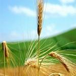пшеница 5 класса