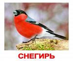 Карточки "Птицы", 20 шт.