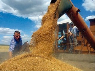 Зерно в Узбекистане