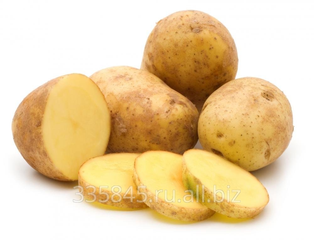 Картофель белый оптом