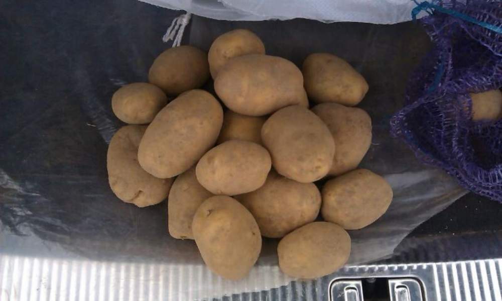 Продовольственный картофель 5+ из РБ без посредников
