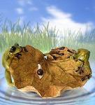 ED- 08 фигурка "лягушка" (845379)