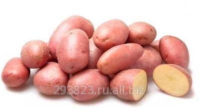 Картофель семенной оптом в Краснодарском крае