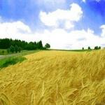Рожь 1, 2 класса