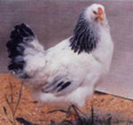 Живая птица.