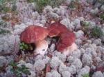 Замороженные дикорастущие грибы и ягоды