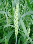 Пшеница яровая мягкая Тризо