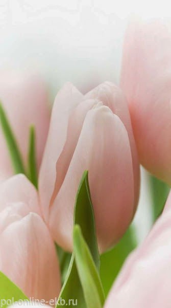Фотопанно AntiMarker, арт.1-А-136 Розовые тюльпаны