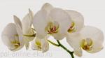 Фотопанно AntiMarker, арт.2-А-251 Белые орхидеи