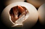Яйцо инкубационное страусиное